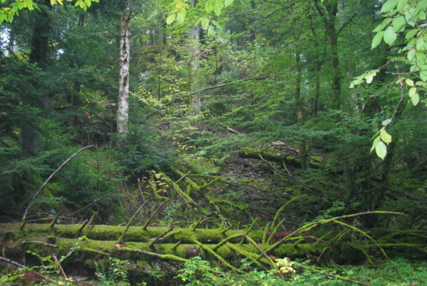 Forêt des volcans à Wegsheid (2005)