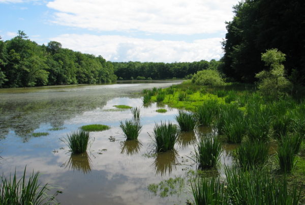 Etang du milieu à Chavannes-sur-l'etang (2019)