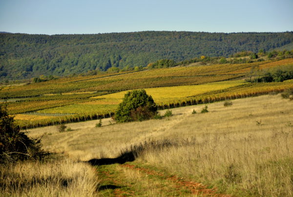 Le Bollenberg à Rouffach (2014)